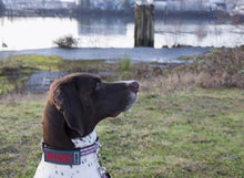 Load image into Gallery viewer, RC Pets Bark Notes  - accessories