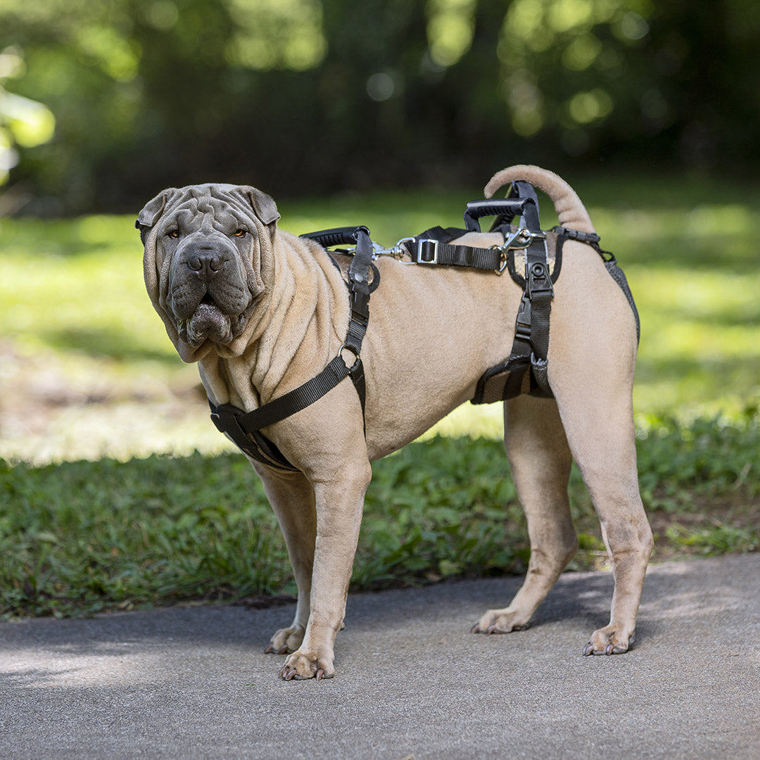 Petsafe Care Lift Support Harness Large Black other sizes available K9 Kanteen