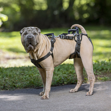 Petsafe Care Lift Support Harness - Large Black  (other sizes available upon request)